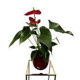 Anthurium – Plantă decorativă cu flori, H50 cm, în ghiveci ceramic